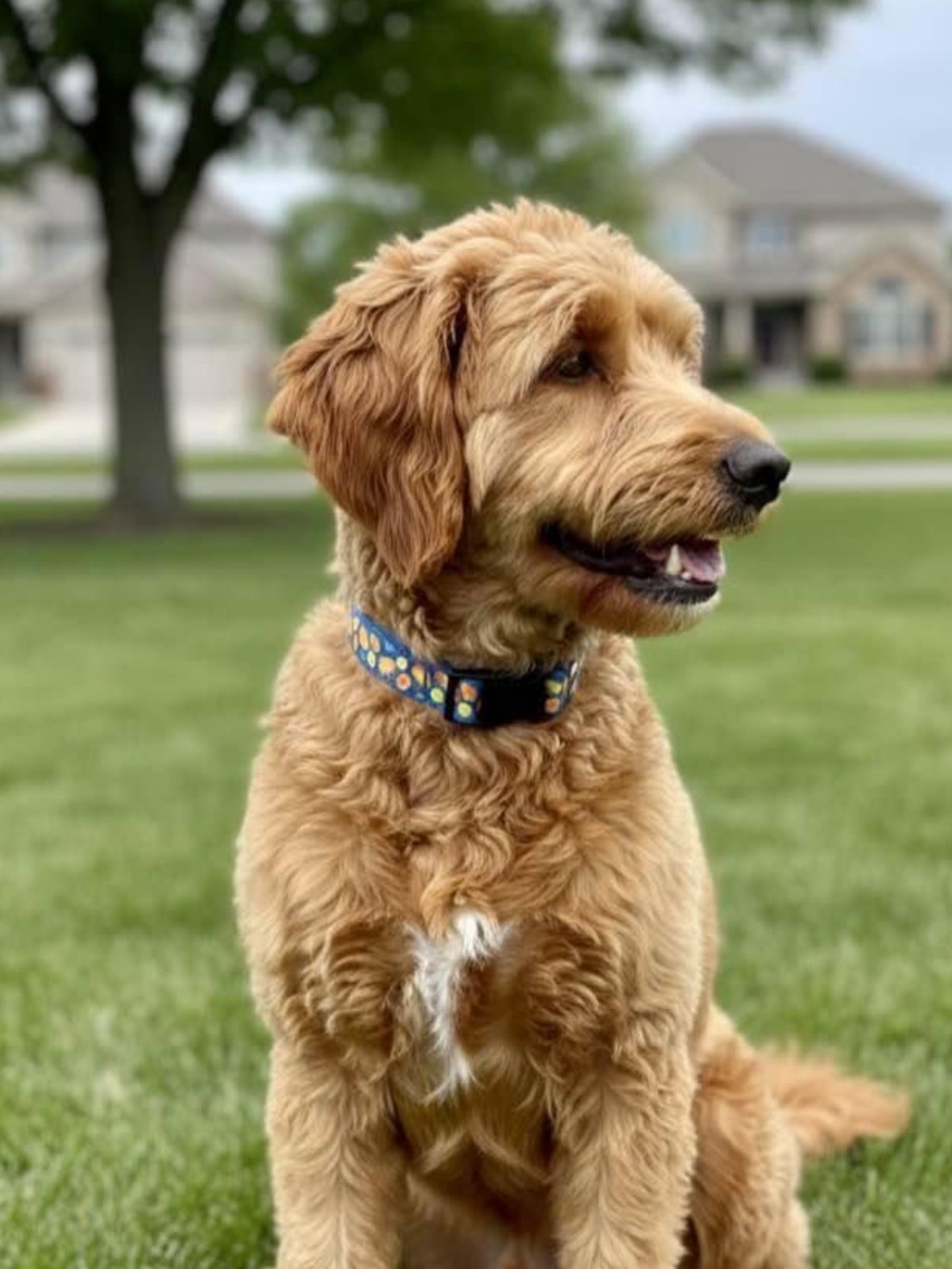 New blue dogs collar with flowers (M)